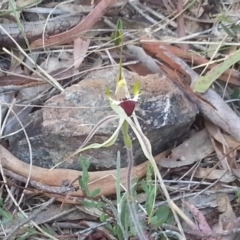 Caladenia atrovespa (Green-comb Spider Orchid) at Canberra Central, ACT - 18 Oct 2015 by MPW