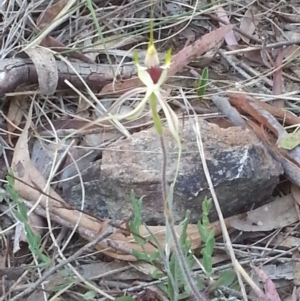 Caladenia atrovespa at Canberra Central, ACT - suppressed