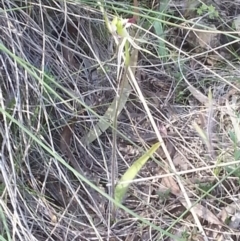 Caladenia atrovespa at Canberra Central, ACT - suppressed