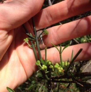 Discaria pubescens at Molonglo River Reserve - 16 Nov 2015 01:45 PM