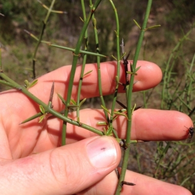 Discaria pubescens (Australian Anchor Plant) at Belconnen, ACT - 16 Nov 2015 by RichardMilner