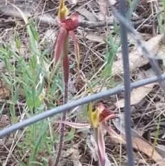 Caladenia actensis (Canberra Spider Orchid) at Mount Majura - 18 Oct 2015 by MAX