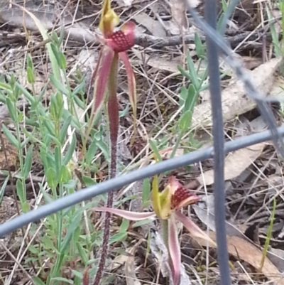 Caladenia actensis (Canberra Spider Orchid) at Mount Majura - 18 Oct 2015 by MAX