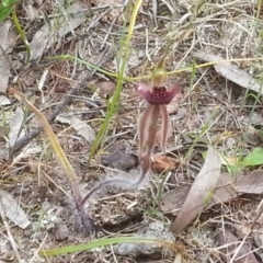 Caladenia actensis at suppressed - 18 Oct 2015