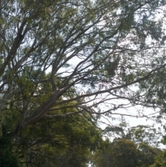 Phascolarctos cinereus (Koala) at Geham, QLD - 15 Nov 2015 by debbie.deer