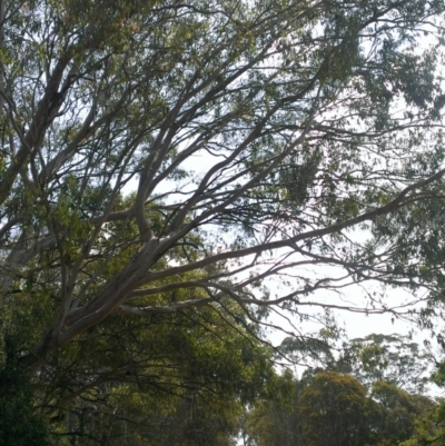 Phascolarctos cinereus (Koala) at Geham, QLD - 16 Nov 2015 by debbie.deer