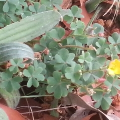 Oxalis perennans (Grassland Wood Sorrel) at Hackett, ACT - 1 Nov 2015 by MPW