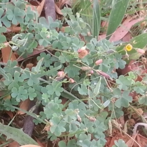 Oxalis perennans at Hackett, ACT - 1 Nov 2015 09:49 AM