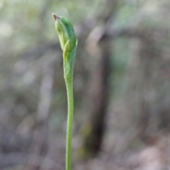 Bunochilus sp. (Leafy Greenhood) at Namadgi National Park - 23 Aug 2014 by AaronClausen