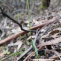 Bunochilus sp. at Namadgi National Park - suppressed