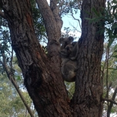 Phascolarctos cinereus (Koala) at Port Macquarie, NSW - 16 Nov 2015 by Shazza5