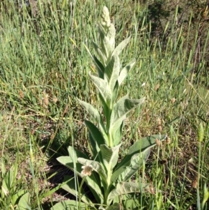 Verbascum thapsus subsp. thapsus at Garran, ACT - 16 Nov 2015