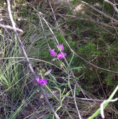 Glycine clandestina (Twining Glycine) at Red Hill Nature Reserve - 16 Nov 2015 by Ratcliffe