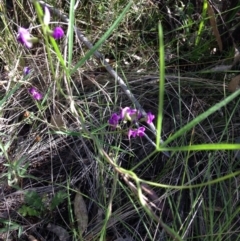 Glycine clandestina at Red Hill, ACT - 16 Nov 2015
