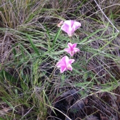 Convolvulus angustissimus subsp. angustissimus (Australian Bindweed) at Red Hill, ACT - 16 Nov 2015 by Ratcliffe