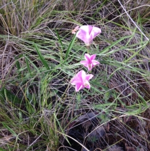 Convolvulus angustissimus subsp. angustissimus at Red Hill, ACT - 16 Nov 2015