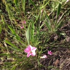 Convolvulus angustissimus subsp. angustissimus at Red Hill, ACT - 16 Nov 2015 05:15 PM