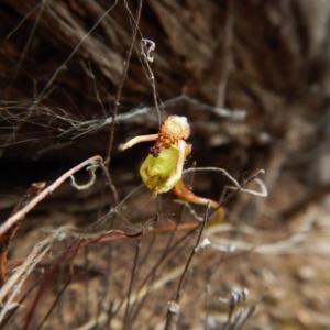 Caleana minor at Point 3852 - suppressed