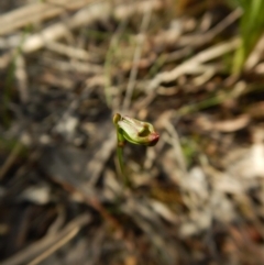 Caleana minor (Small Duck Orchid) at Point 3852 - 16 Nov 2015 by CathB