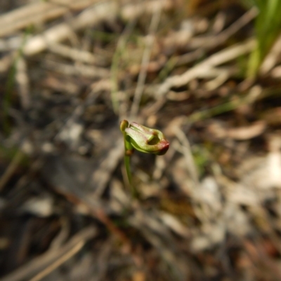 Caleana minor (Small Duck Orchid) at Point 3852 - 16 Nov 2015 by CathB