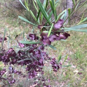 Dodonaea viscosa at Kambah, ACT - 16 Nov 2015