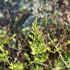 Cheilanthes austrotenuifolia (Rock Fern) at Garran, ACT - 16 Nov 2015 by roymcd