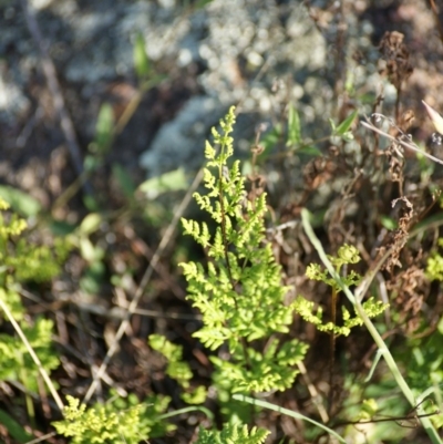 Cheilanthes austrotenuifolia (Rock Fern) at Garran, ACT - 16 Nov 2015 by roymcd