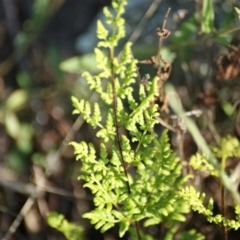 Cheilanthes austrotenuifolia at Garran, ACT - 16 Nov 2015