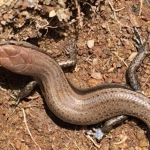 Lampropholis guichenoti at Googong, NSW - 16 Nov 2015