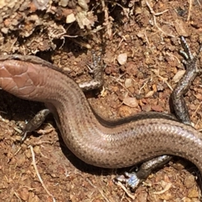 Lampropholis guichenoti (Common Garden Skink) at Googong, NSW - 16 Nov 2015 by Wandiyali