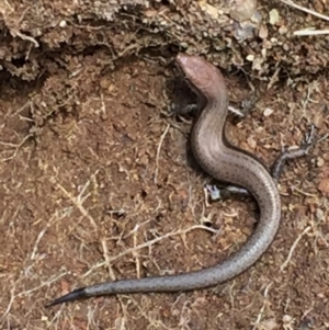 Lampropholis guichenoti at Googong, NSW - 16 Nov 2015 08:04 PM