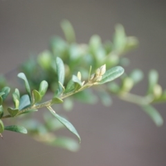 Bursaria spinosa subsp. lasiophylla (Australian Blackthorn) at Red Hill Nature Reserve - 16 Nov 2015 by roymcd