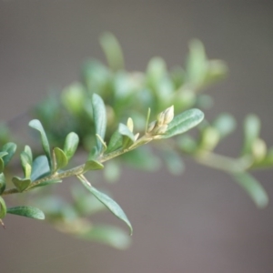 Bursaria spinosa subsp. lasiophylla at Garran, ACT - 16 Nov 2015