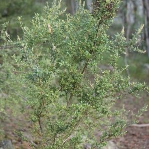 Bursaria spinosa subsp. lasiophylla at Garran, ACT - 16 Nov 2015