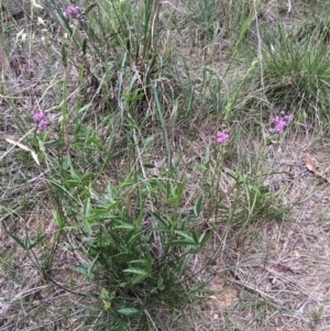 Cullen microcephalum at Mitchell, ACT - 16 Nov 2015 04:34 PM