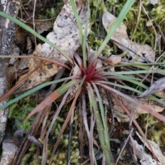 Stylidium graminifolium (grass triggerplant) at Cotter River, ACT - 23 Aug 2014 by AaronClausen