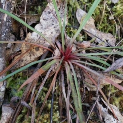 Stylidium graminifolium (grass triggerplant) at Cotter River, ACT - 23 Aug 2014 by AaronClausen