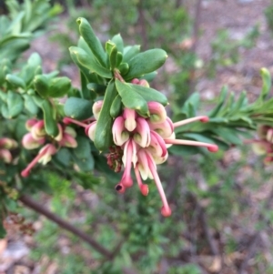 Grevillea iaspicula at Capital Hill, ACT - suppressed