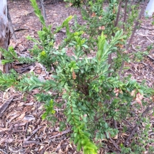 Grevillea iaspicula at Capital Hill, ACT - suppressed