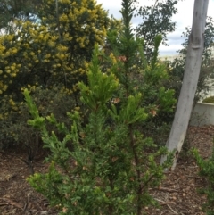 Grevillea iaspicula at Capital Hill, ACT - suppressed