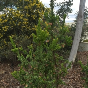 Grevillea iaspicula at Capital Hill, ACT - suppressed