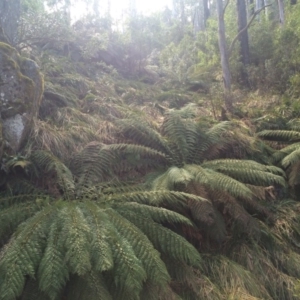 Dicksonia antarctica at Cotter River, ACT - suppressed