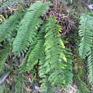 Polystichum proliferum at Cotter River, ACT - 23 Aug 2014 11:31 AM