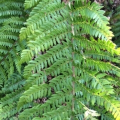 Polystichum proliferum at Cotter River, ACT - 23 Aug 2014