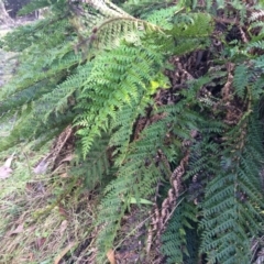 Polystichum proliferum at Cotter River, ACT - 23 Aug 2014