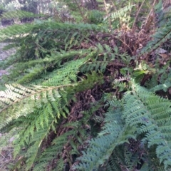 Polystichum proliferum at Cotter River, ACT - 23 Aug 2014