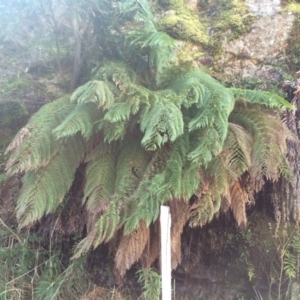 Dicksonia antarctica at Cotter River, ACT - 23 Aug 2014