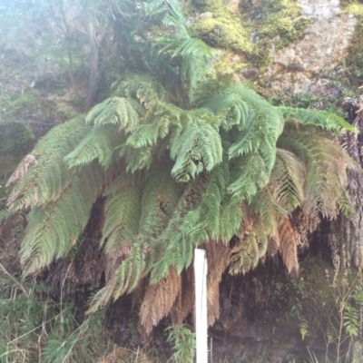 Dicksonia antarctica (Soft Treefern) at Cotter River, ACT - 23 Aug 2014 by AaronClausen