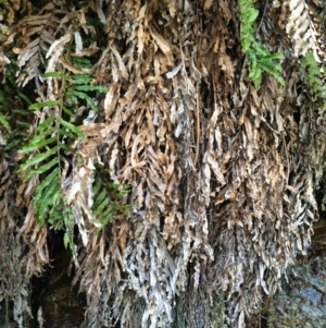 Blechnum minus at Cotter River, ACT - 23 Aug 2014 12:07 PM