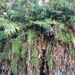 Blechnum minus at Cotter River, ACT - 23 Aug 2014 12:07 PM